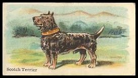 8 Scotch Terrier